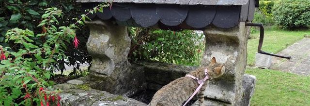 Le Faouët (Morbihan) - La fontaine