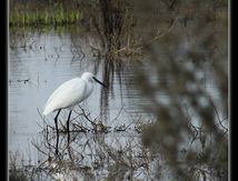 Aigrette garzette - Egretta garzetta