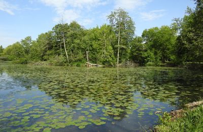 Un héron bihoreau au parc de Majolan...