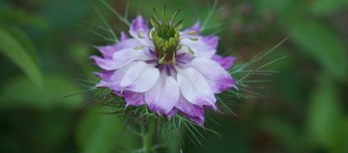 Magique, la Nigelle de Damas