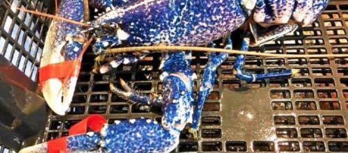 Comment cela, ça n'existe pas ?