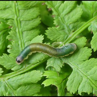 Strongylogaster xanthocera. 