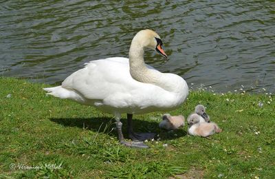 Lac Daumesnil : des nouvelles de ma petite famille cygne