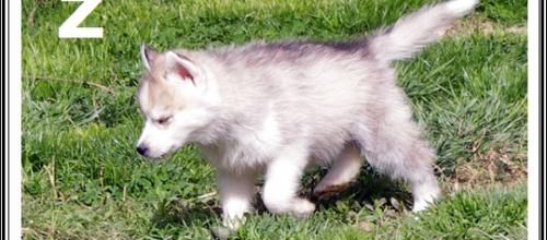 Proverbes Huskys (7 avril 2014)