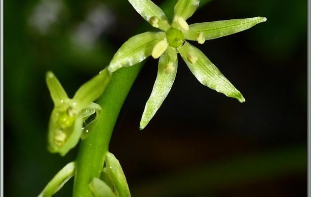 Ornithogale des Pyrénées (Ornithogalum pyrenaicum) ou Aspergette - Pic d'Aillo - Sauveterre de Comminges / Régades - 31
