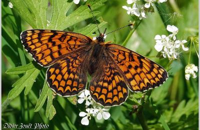 Mélitée des Centaurées (2) - Melitaea phoebe