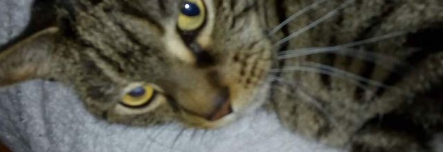 Notre responsabilité envers les animaux