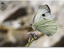 Piéride du chou (Pieris brassicae) - Pieridae