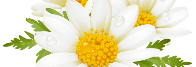 ✿*ﾟWhite flowers