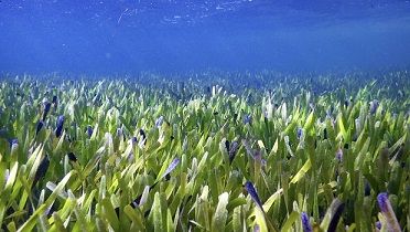 La plus grande plante du monde ... 