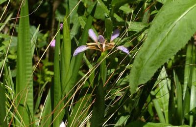 Iris foetidissima  -  iris fétide - iris gigot