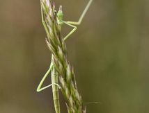 Phasme Pijnackeria masettii