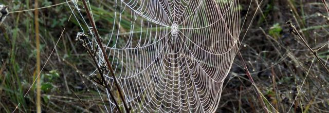 toiles d'araignées 