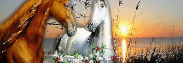 MAGNIFIQUE IMAGES DE CHEVAUX