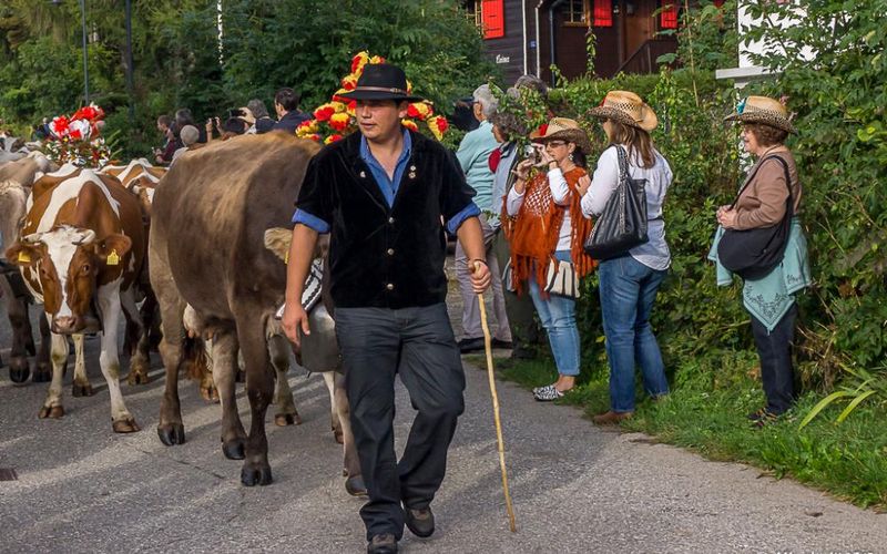 St Cergue - (CH) La désalpe - 2