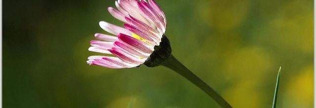 Pâquerette (5) - Bellis perennis