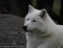 Loups arctiques (Canis lupus arctos)