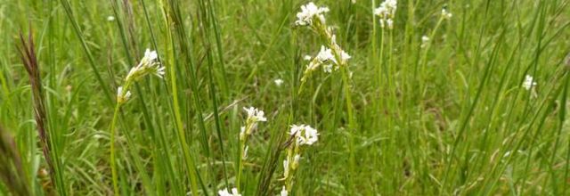 Arabis hirsuta   -   arabette hérisée