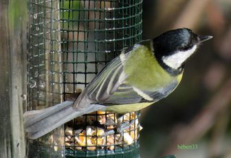 Suite des oiseaux ...  2/2