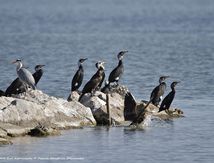Grands Cormorans, Héron cendré et  Aigrette Garzette
