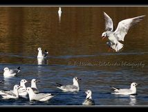 Mouettes rieuses - Chroicocephalus ridibundus (Le crès - 34)