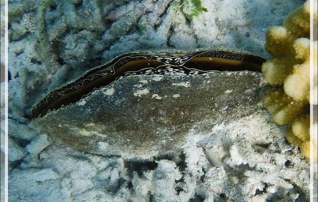 Snorkeling : Jambonneau de mer, Pinne marine, Flag pen shell (Atrina vexillum) - Moofushi - Atoll d'Ari - Maldives