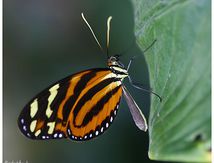 Heliconius ismenius (Oeil du tigre) - Nymphalidae