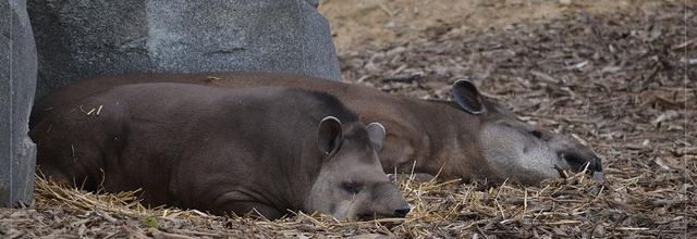 Parc Zoologique de Paris : Le tapir terrestre