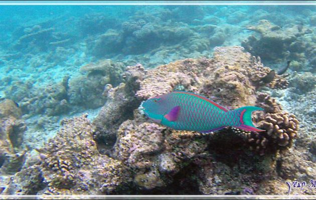 Perroquet bicolore, Bicolor parrotfish (Cetoscarus bicolor) - Snorkeling à Thudufushi - Atoll d'Ari - Maldives