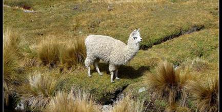 PEROU &amp; CHILI &amp; BOLIVIE : Histoire &amp; Ressources sur la Bolivie