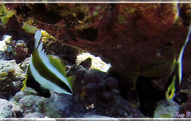 Poisson cocher du Pacifique ou Hénioche bouche d'or ou Taurillon à trois bandes, Threeband pennantfish (Heniochus chrysostomus) - Tumakohua - Atoll de Fakarava - Tuamotu - Polynésie