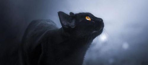 Les chats voient-ils vraiment dans le noir