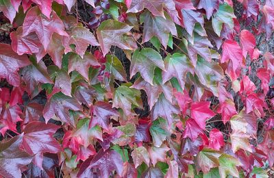 Mes livres du mois d’octobre