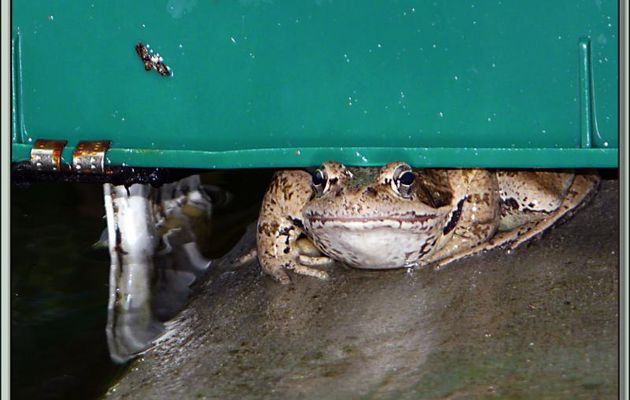 Le cache-cache de la grenouille rousse (sous un distributeur automatique de nourriture des poissons) - Lartigau - Milhas - 31