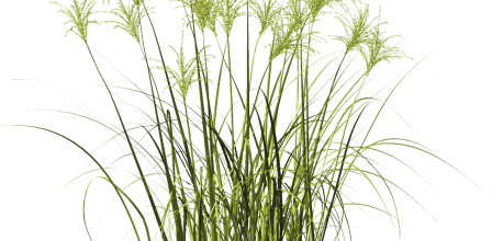 Ѽ Vegetation 