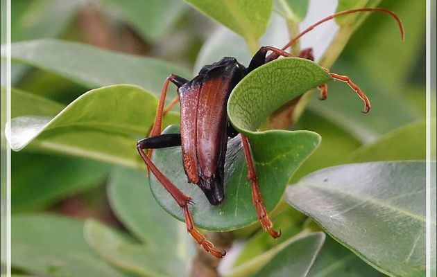 Longicorne (Mastododera nodicollis) - Nosy Sakatia - Madagascar