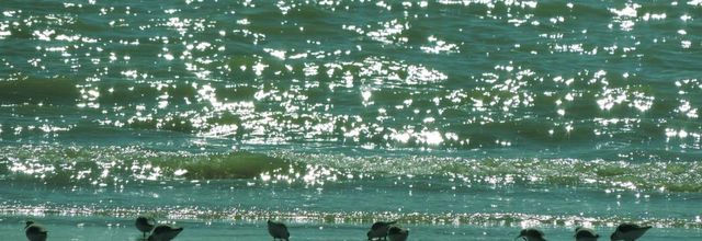Tournepierres et reflets
