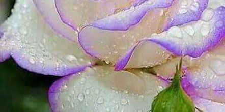 Sur des roses sous la neige