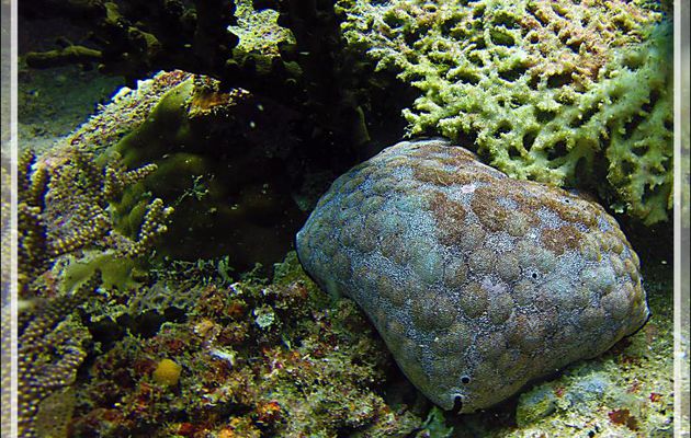 Etoile-coussin, Culcite, Etoile-coussin requin, Cushion-star, Spiny cushion star, Pillow starfish (Culcita schmideliana) - Nosy Mitsio - Madagascar