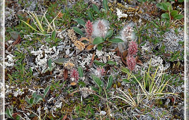 Saule nain arctique, Arctic willow (Salix arctica) - Fjord Bowdoin - Région de Qaanaaq - Groenland