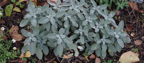 Sauge officinale