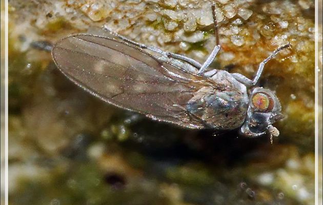 Mouche Ephydride (2 à 3 mm) - Lartigau - Milhas - 31