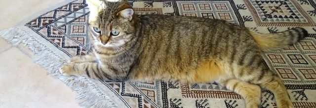 La semaine de Quya - Chat pître 2