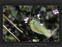 Thècle de la ronce ou Argus vert, (Callophrys rubi) - Lycaenidae