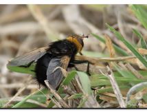 Tachina grossa, l'échinomyie grosse ou tachinaire corpulente