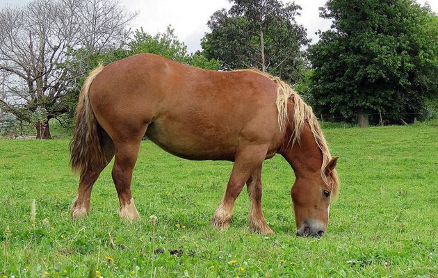 des chevaux à Cabarceno