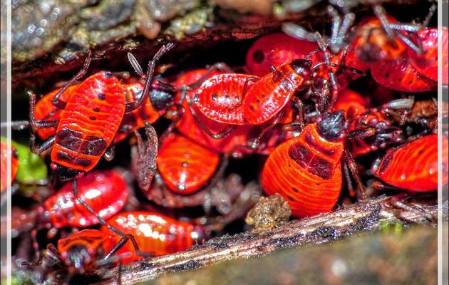 Larves de la punaise Gendarme, Pyrrhocore, Punaise de feu, Red firebug, Red soldier bug (Pyrrhocoris apterus) - Lartigau - Milhas - 31