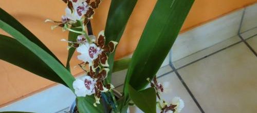 Mon Orchidée