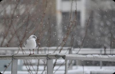 Paris : Mouette rieuse sous la neige