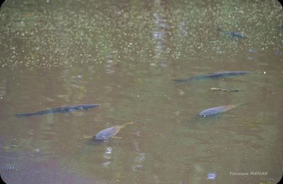 Rambouillet : Balade au bord de l'eau (2)